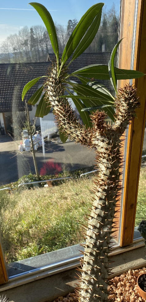 Madagaskarpalme – Pachypodium Lamerei