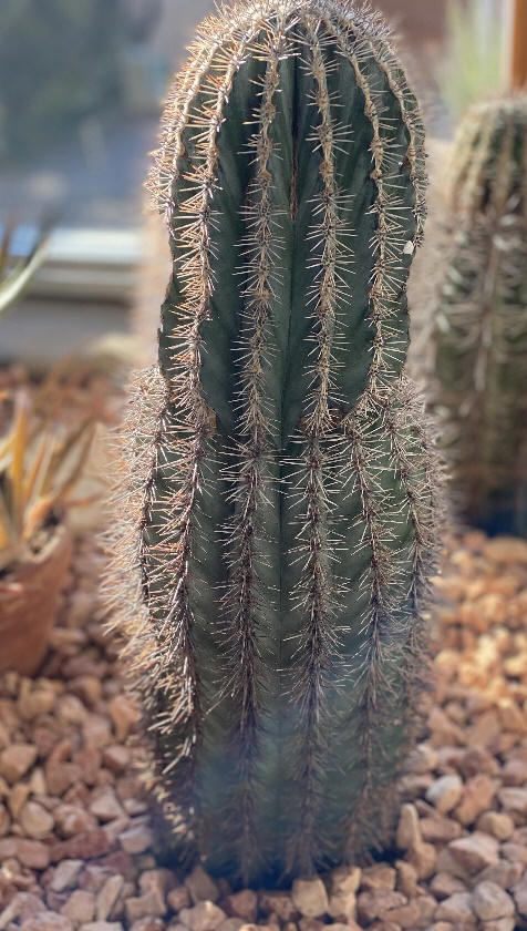 Saguaro