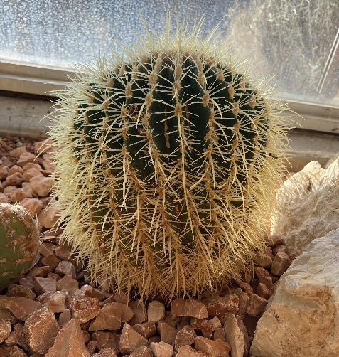 Schwiegermutterstuhl