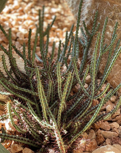 Euphoribia aeruginosa