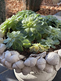 Echeveria