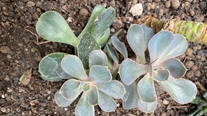 Echeveria