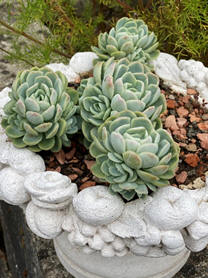 Echeveria