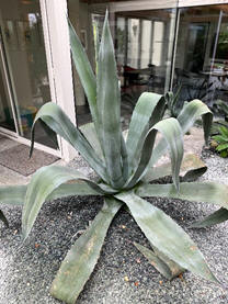 Agave