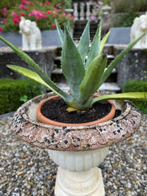 Agave