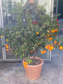 Calamondinorange