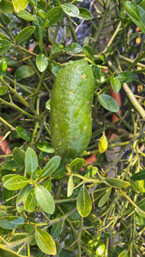 Fingerlimette