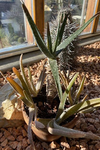 Aloe vera