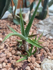Aloe vera