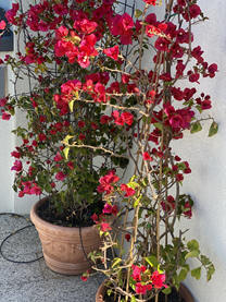 Bougainvillea