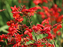Crocosmia