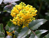 Mahonia