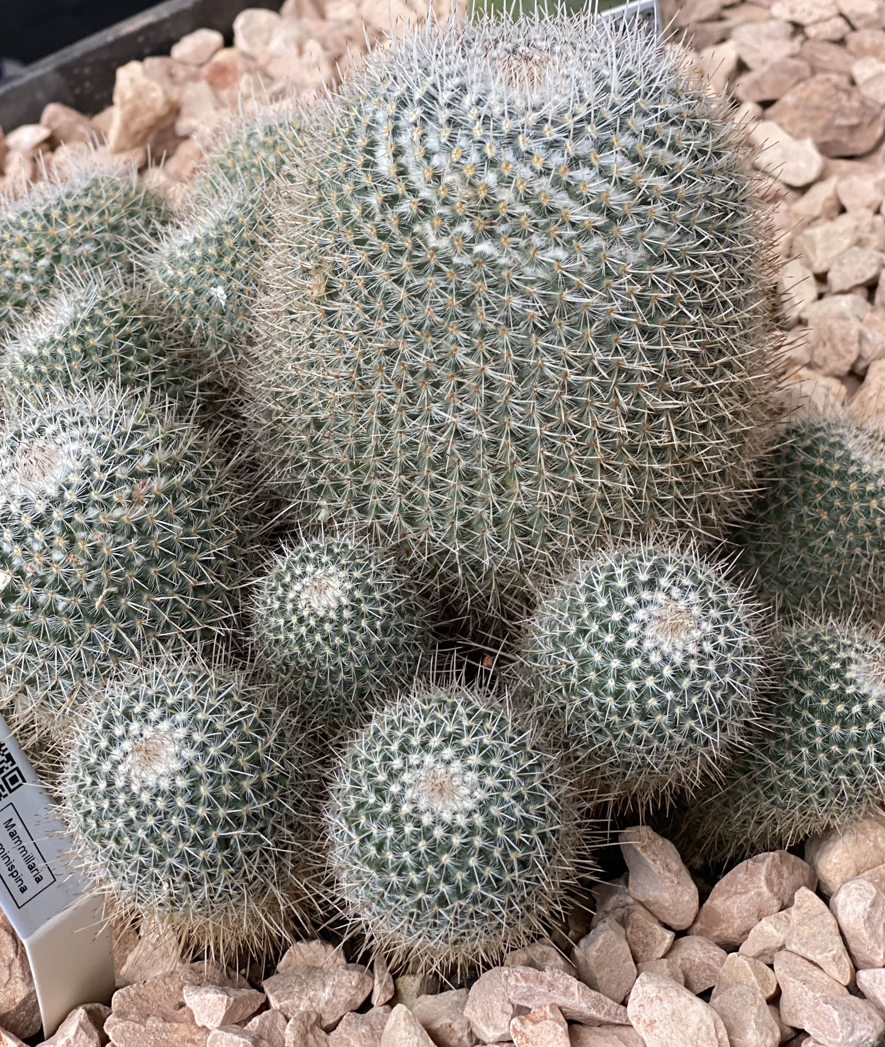 Mammaillaria geminispina