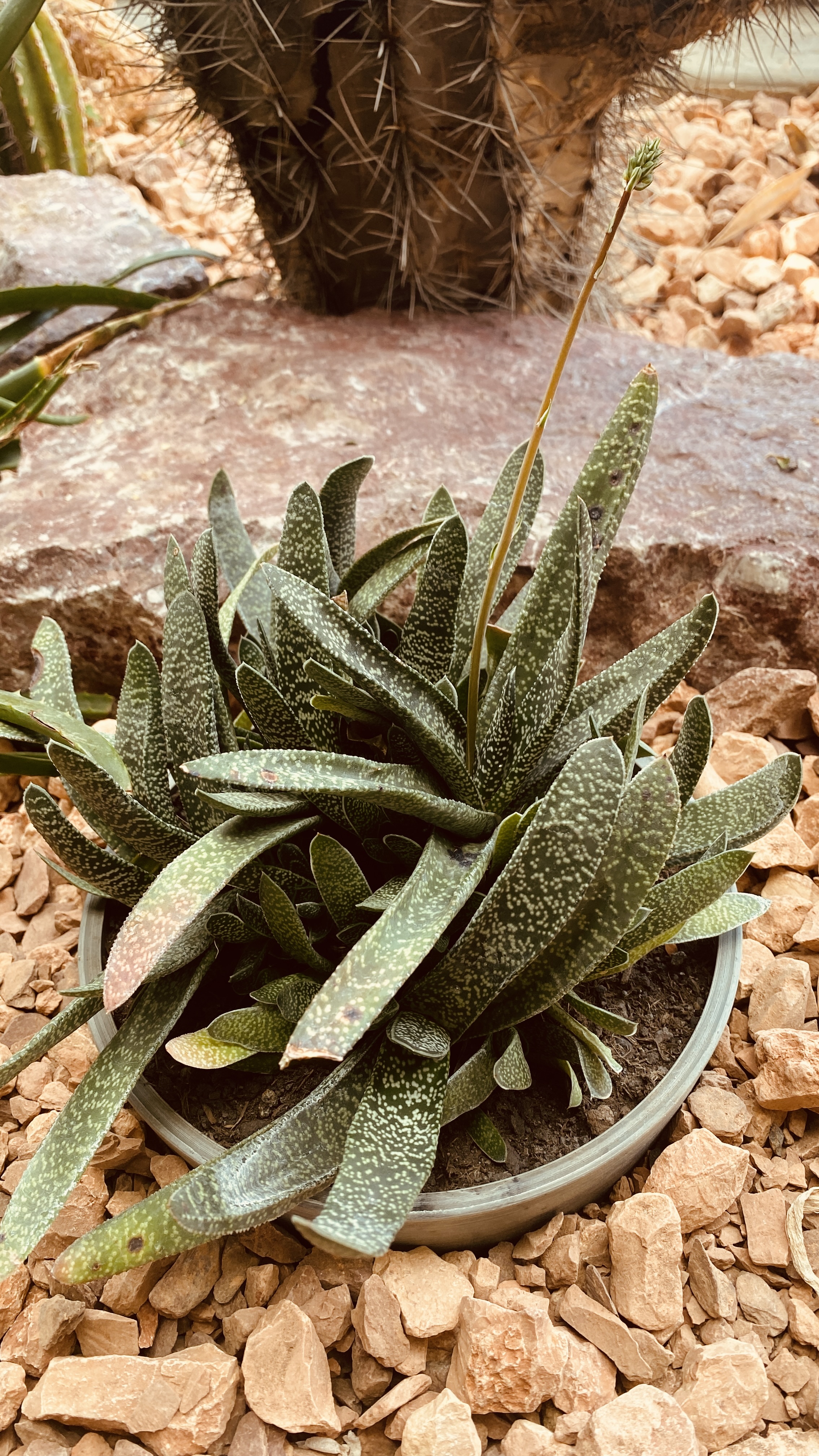 Gasteria